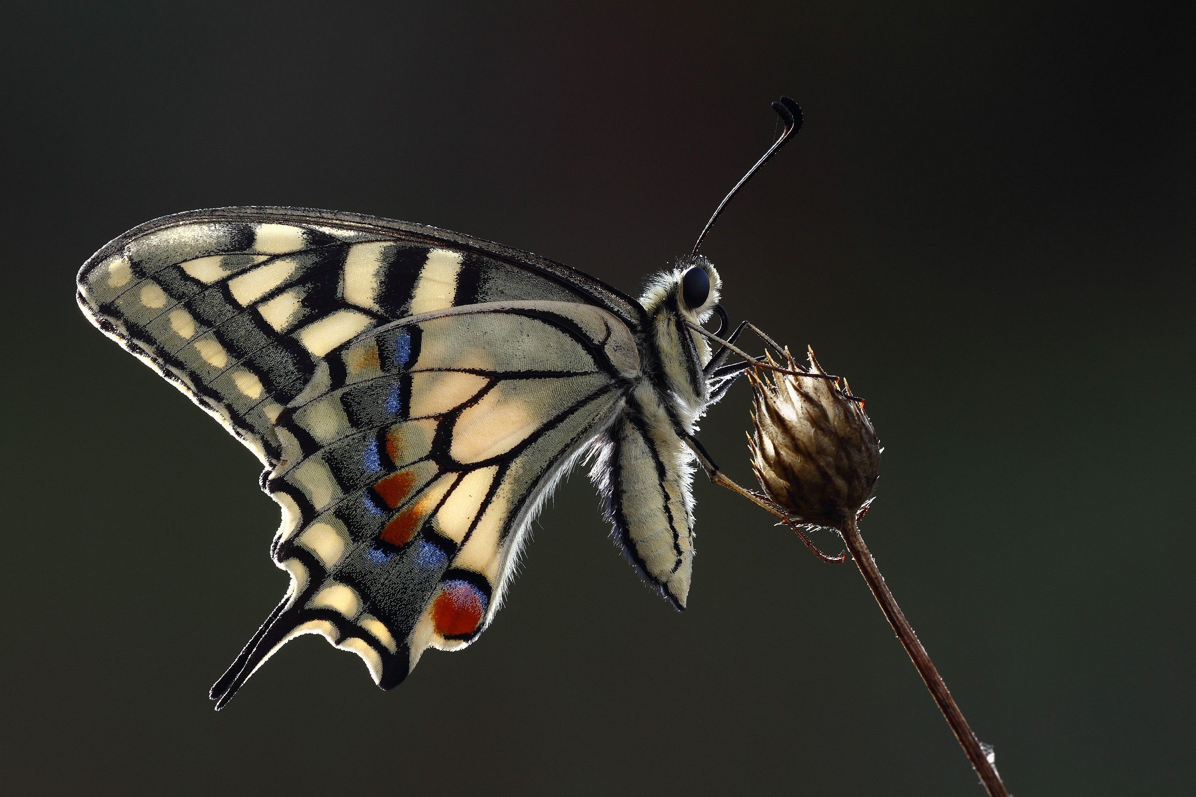 Papilio machaon