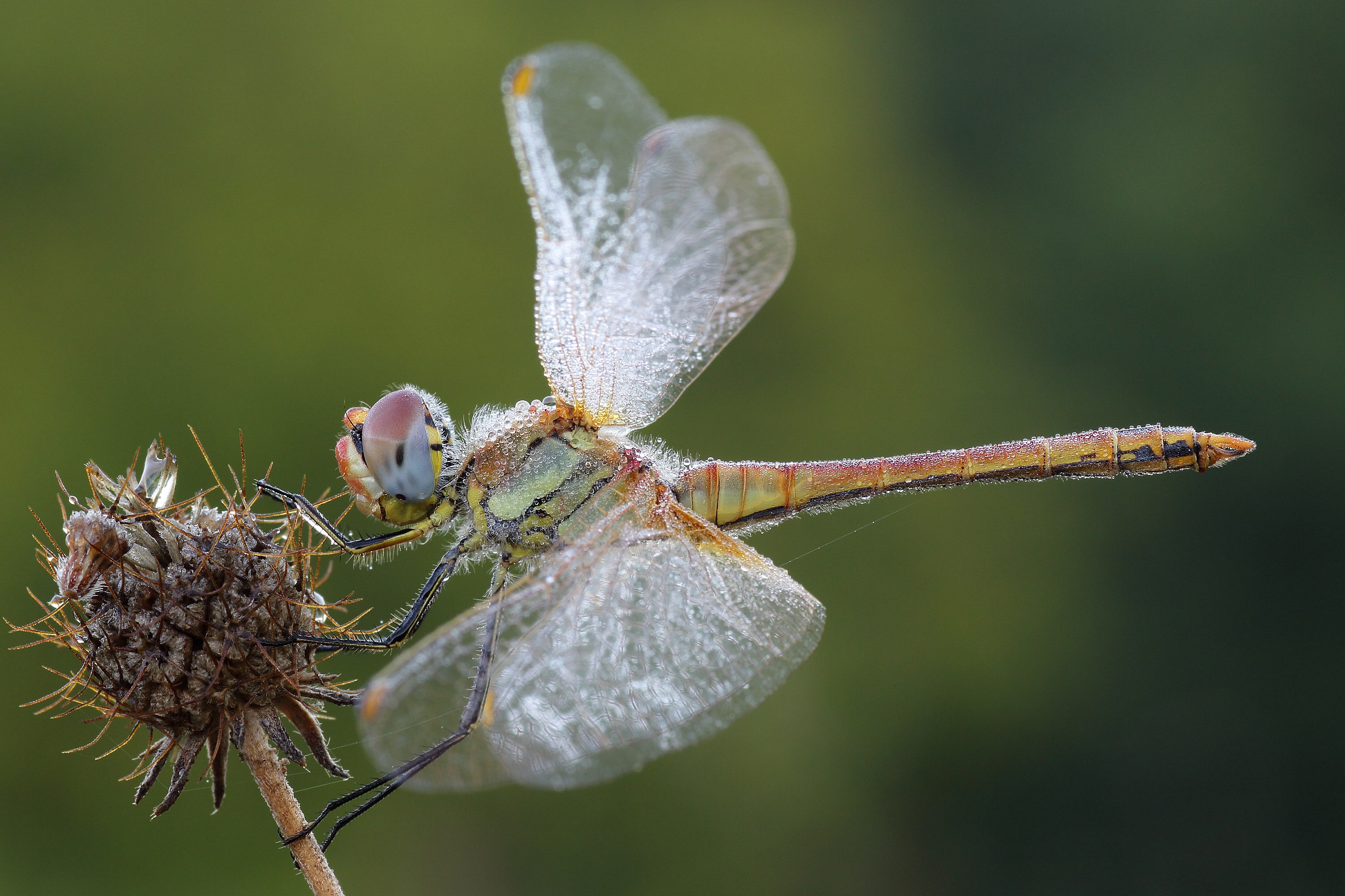 Sympetrum sp.