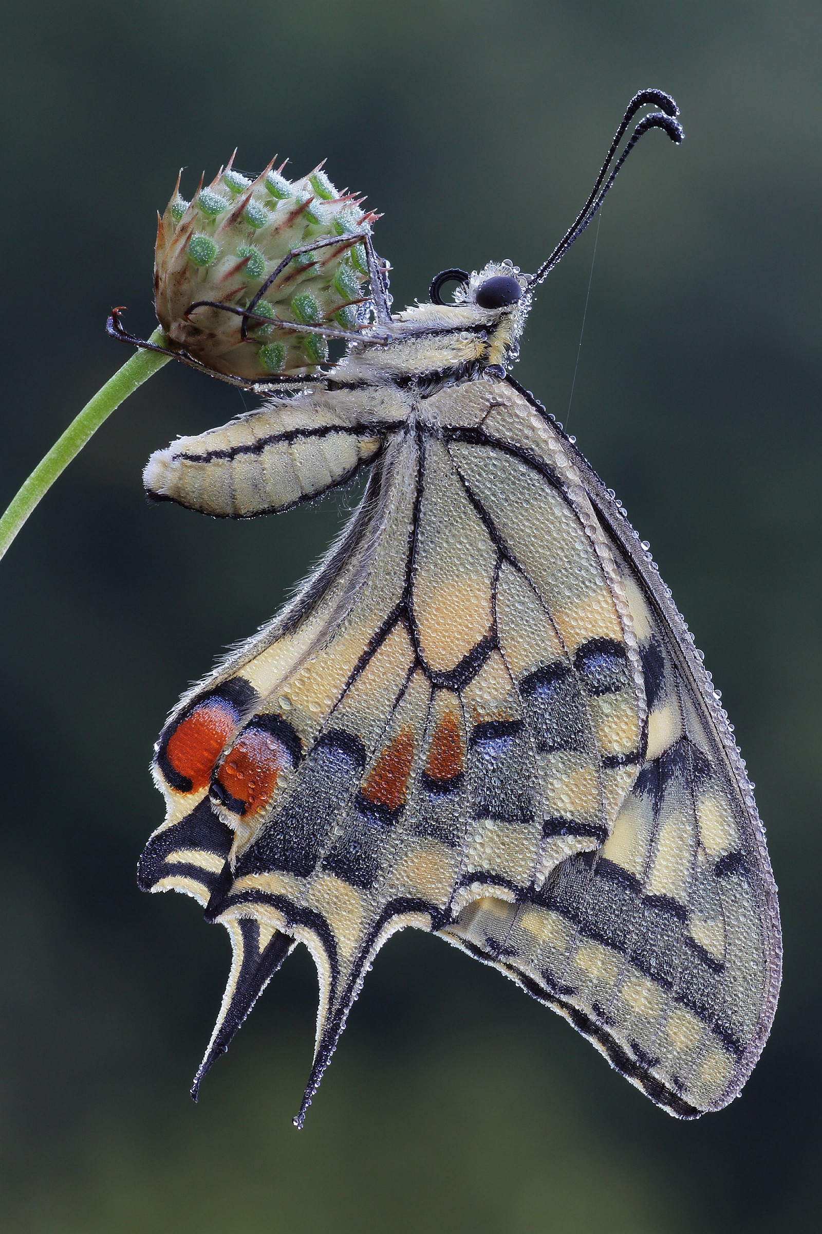 Papilio machaon