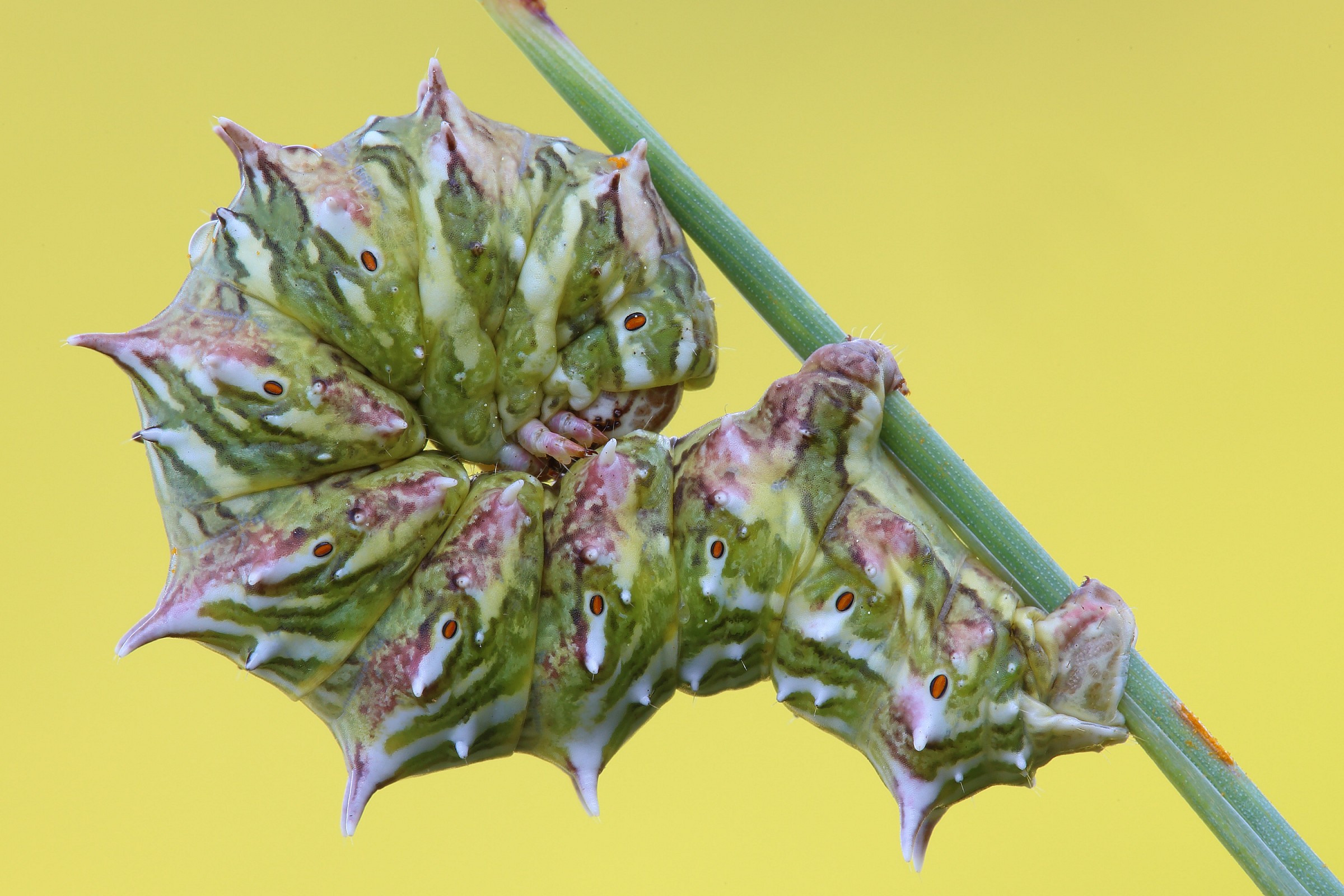 Apochima flabellaria