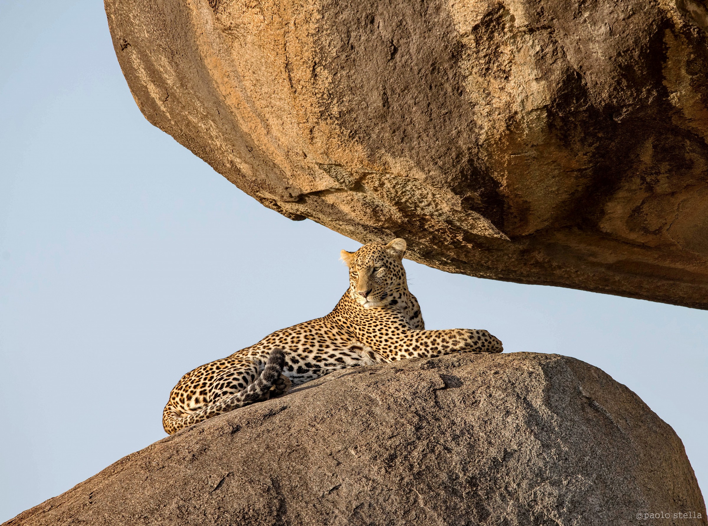 male leopard on a rock - 2