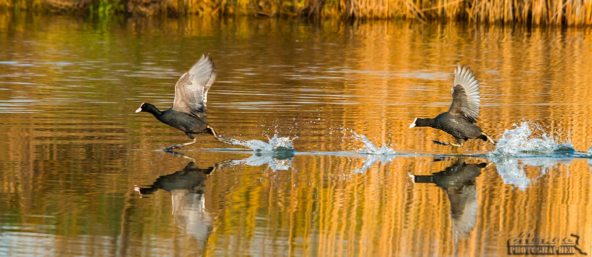 Camminando sulle acque...