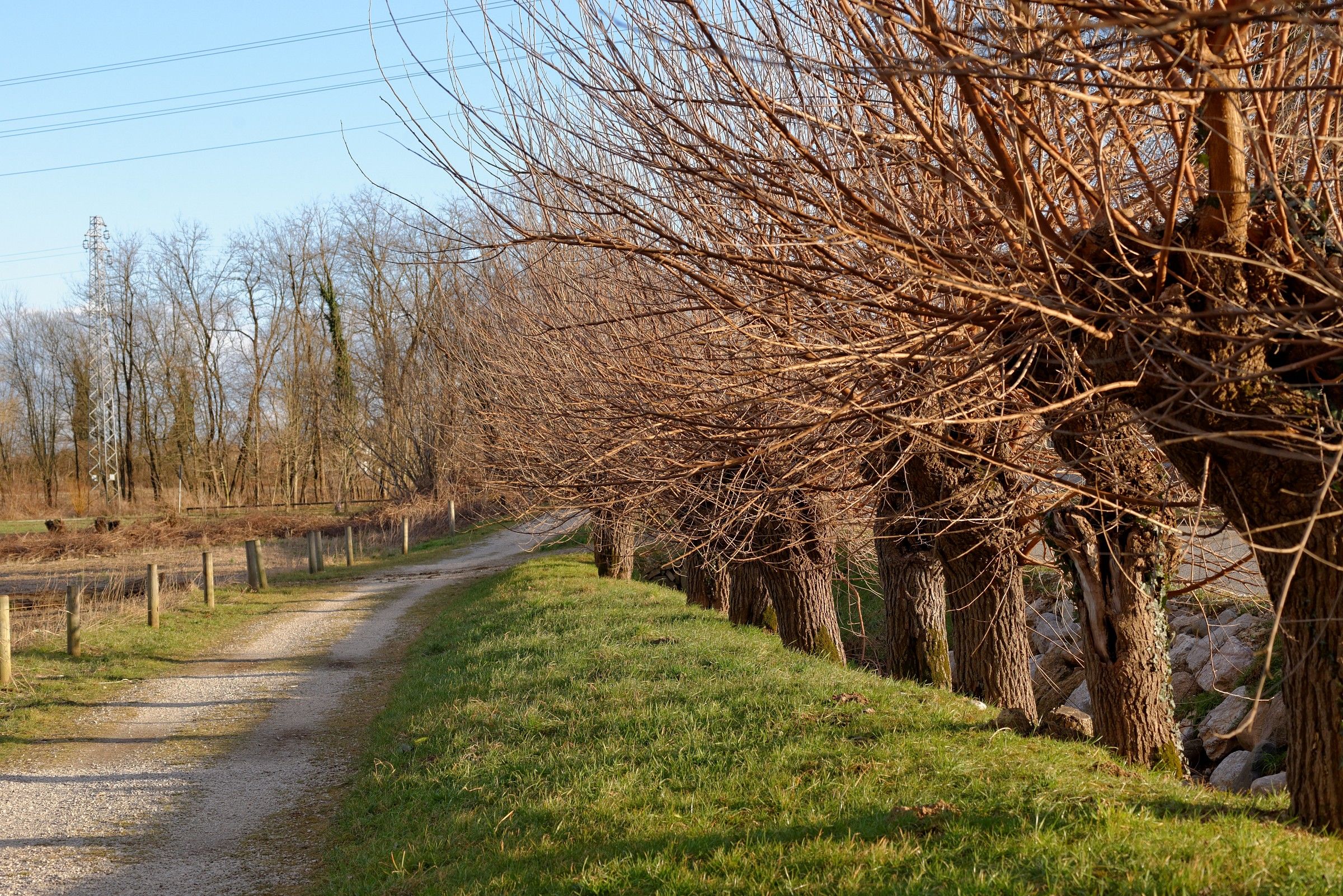 The tale of the mulberry trees