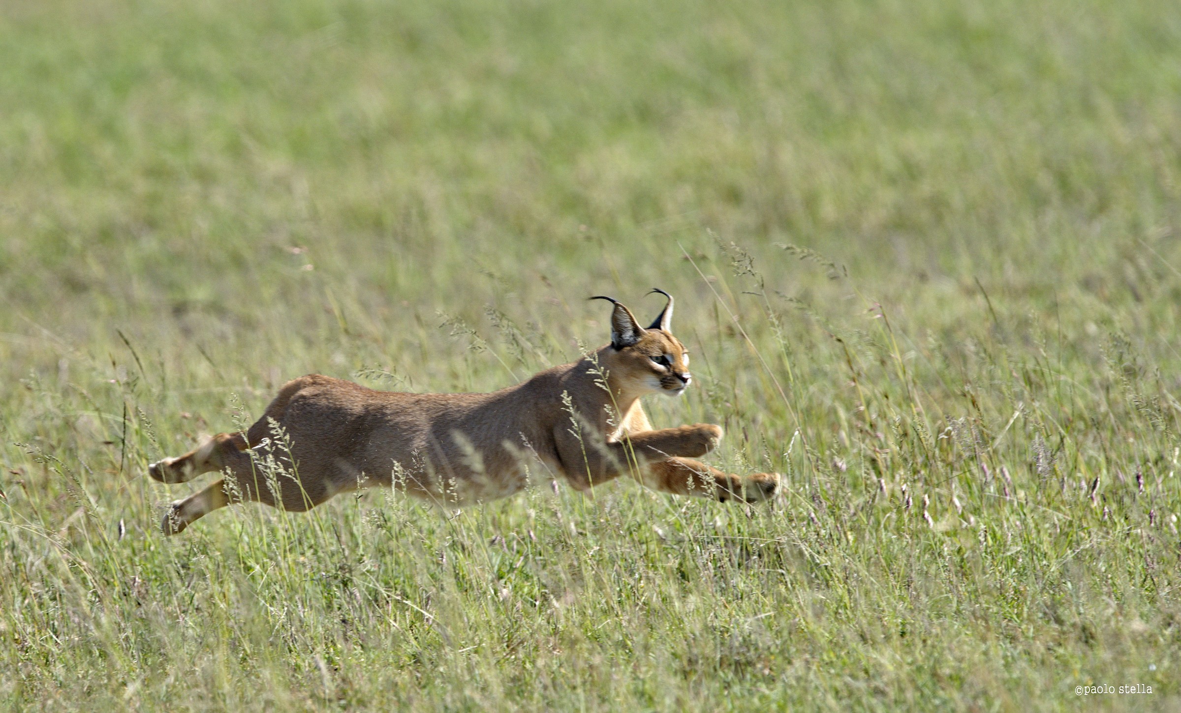 Caracal (Caracal caracal)