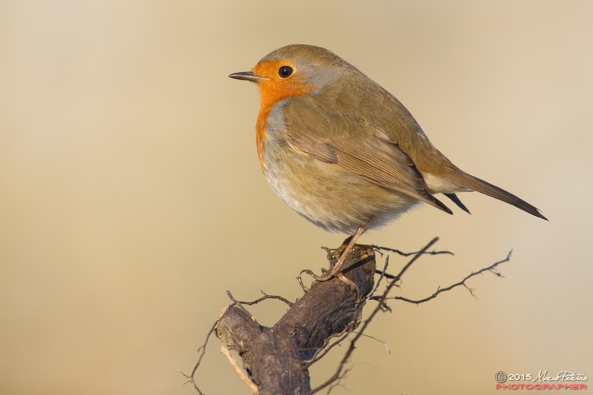 Robin (Erithacus rubecola)