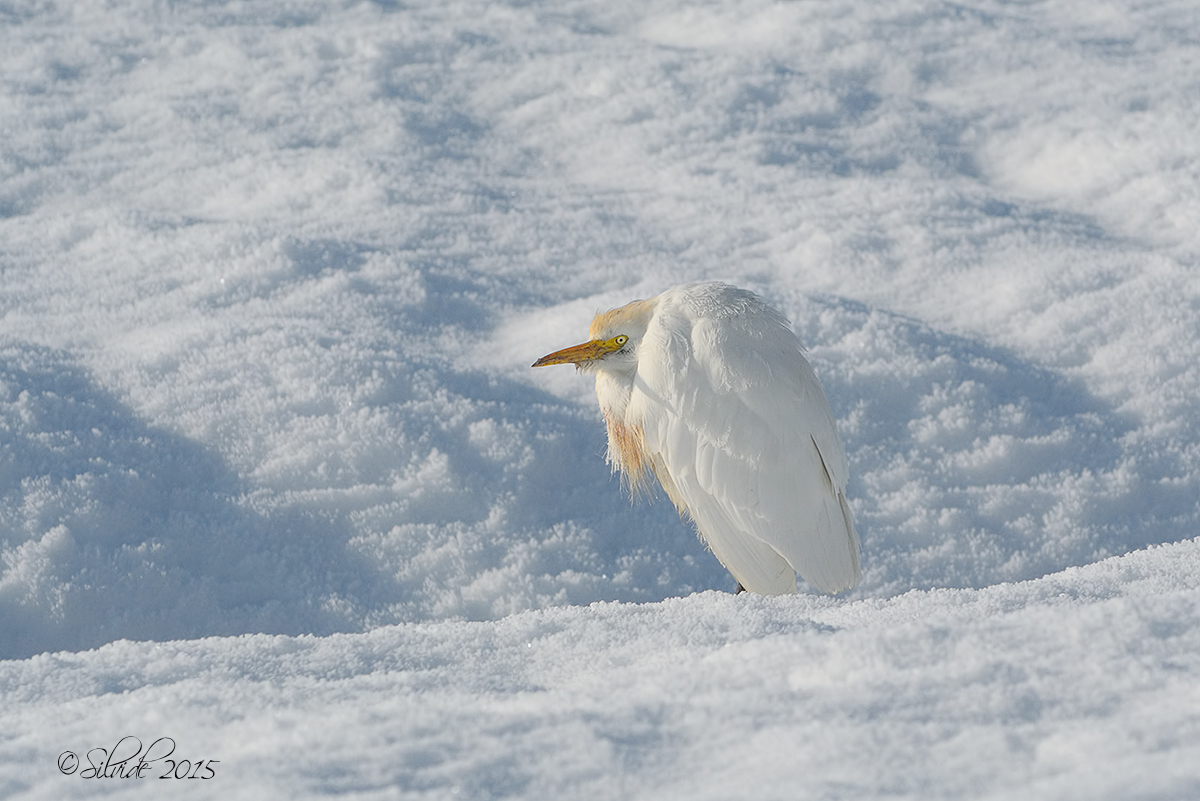 Brrrrrrrrrrr ............ that cold !!