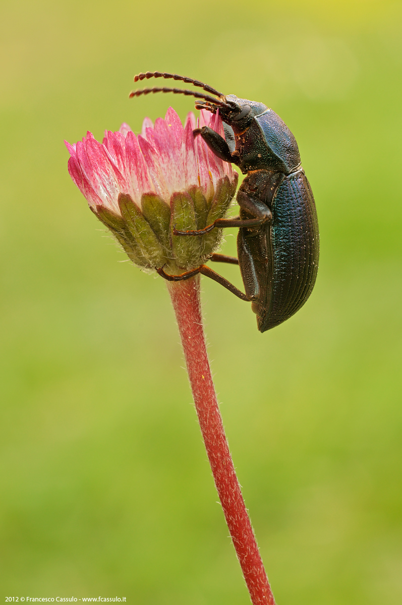 Helops coeruleus (Linnaeus, 1758)