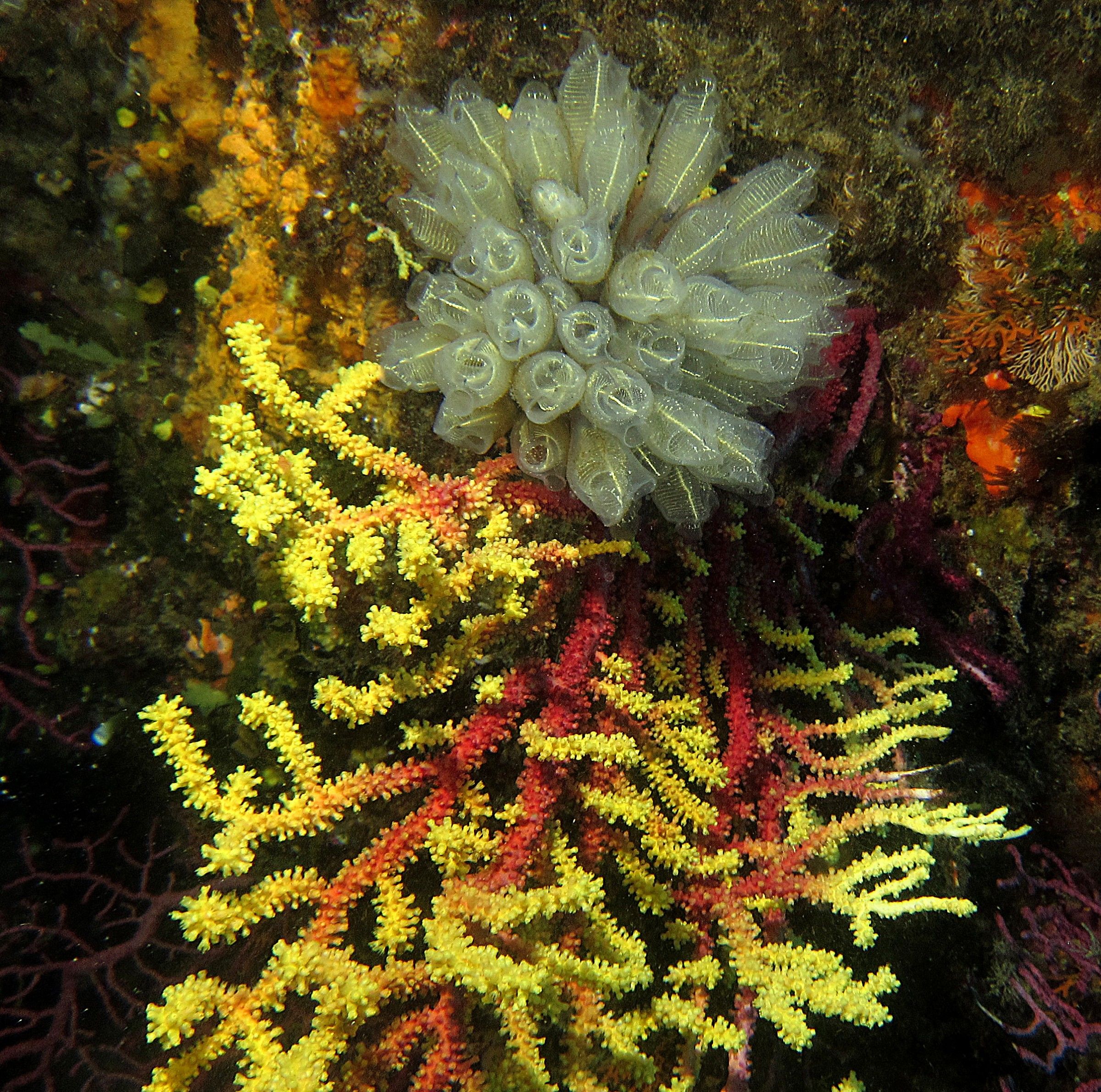 Claveline on gorgonian -Stretto Messina
