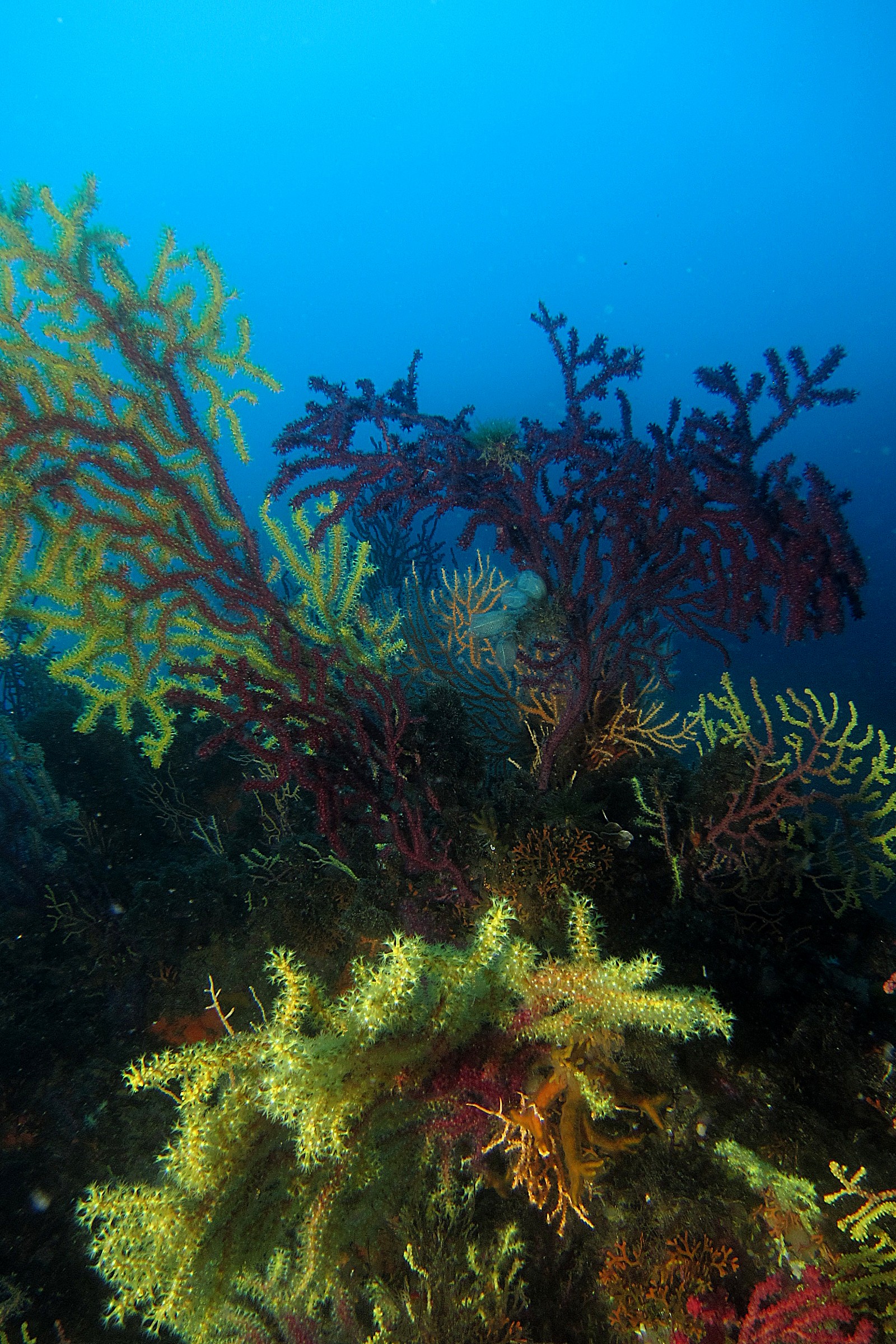 Gorgonian-Staircase-Strait of Messina