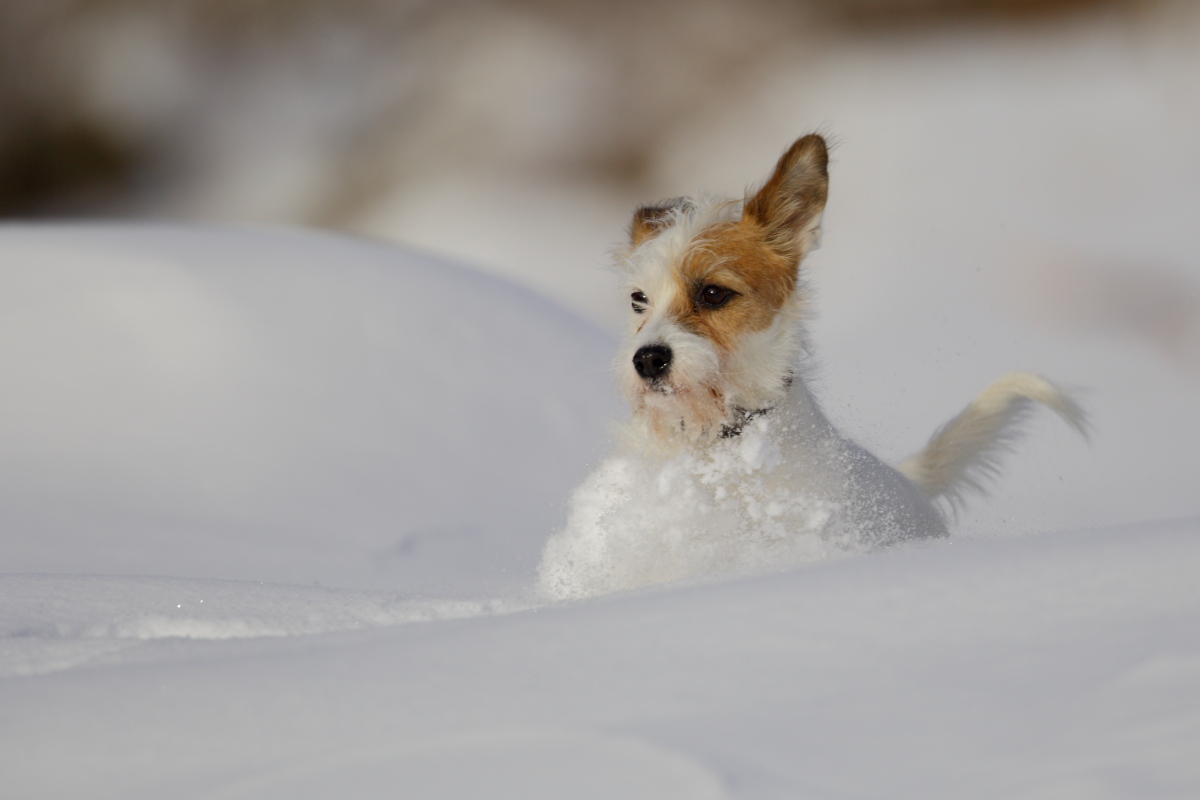 Dog Snow