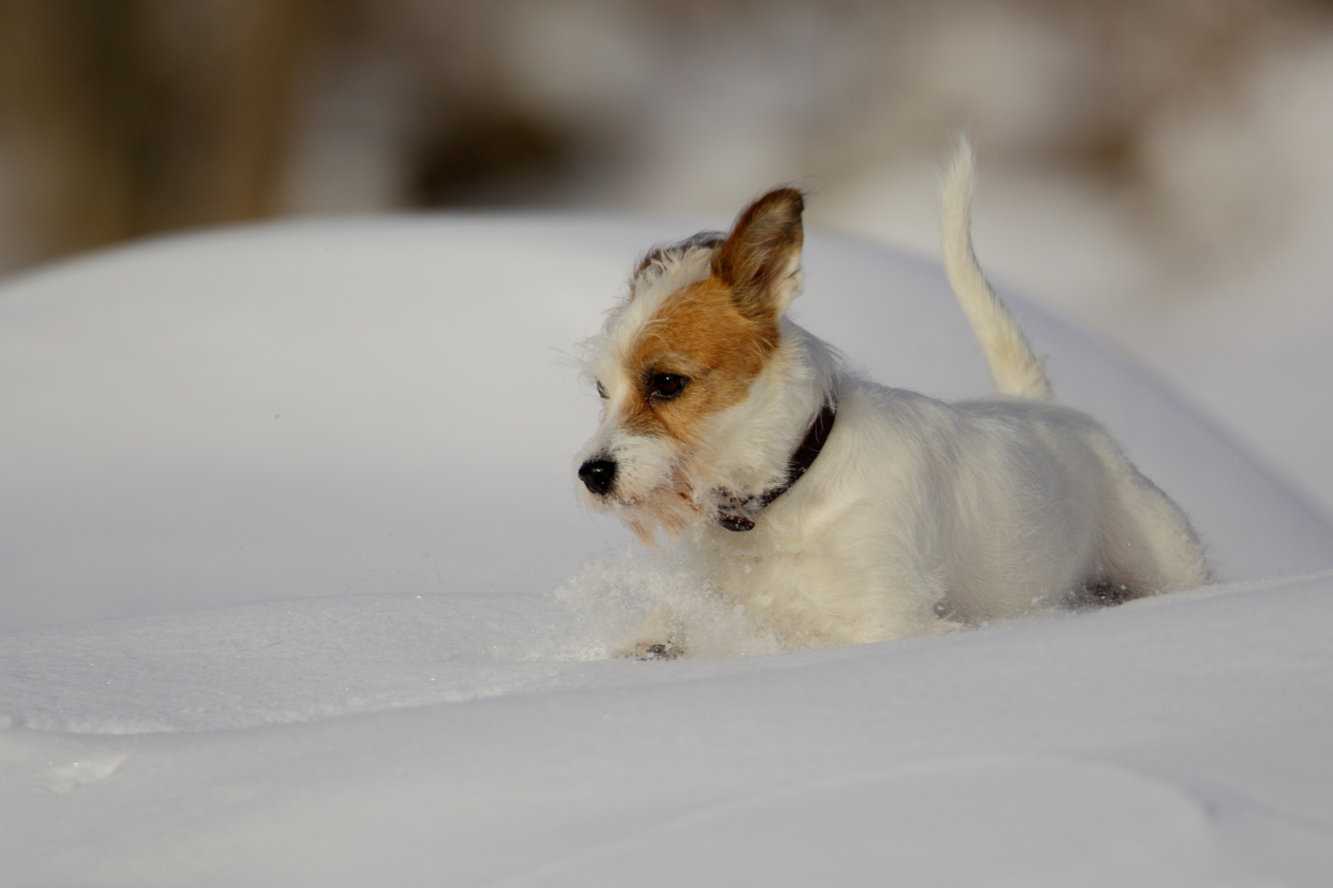 Dog Snow 2