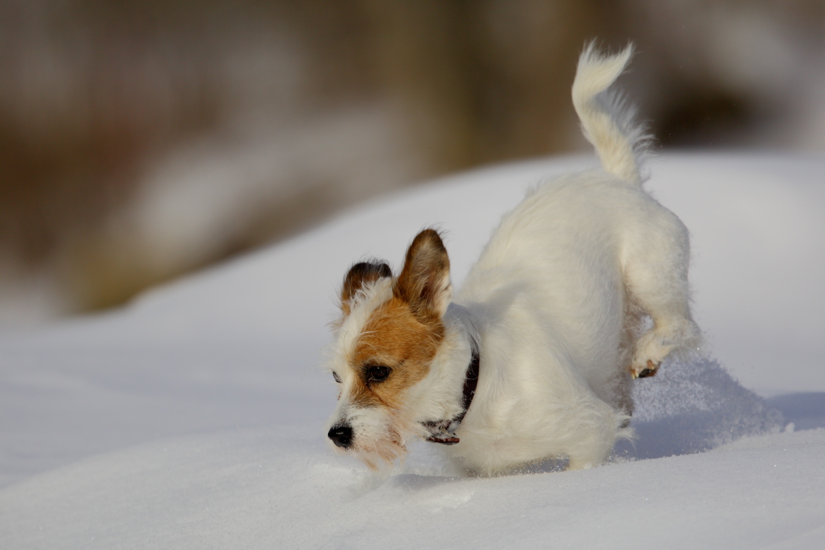 Dog Snow 3