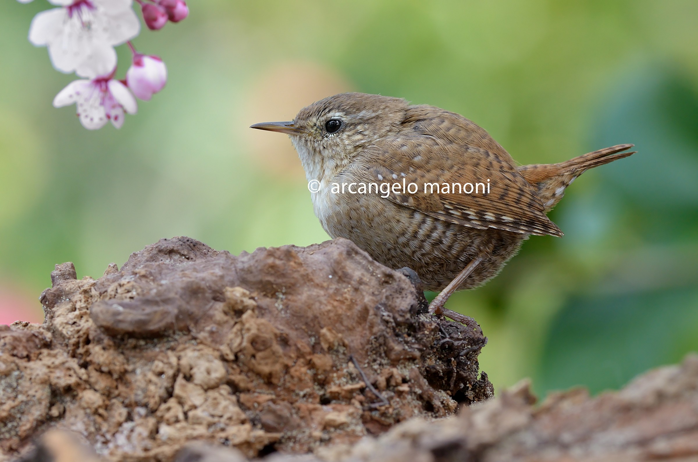 Uno scricciolo a primavera (con filmato)