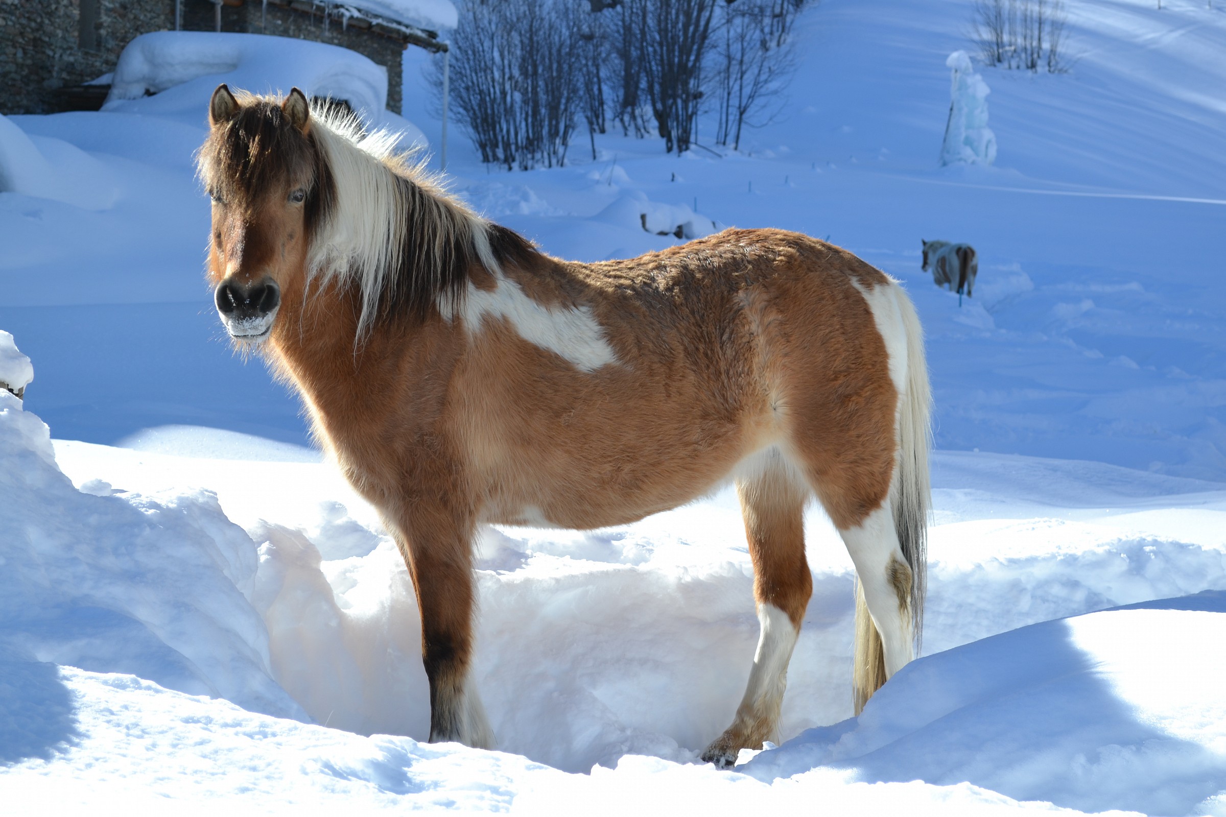 Cavallo nella neve