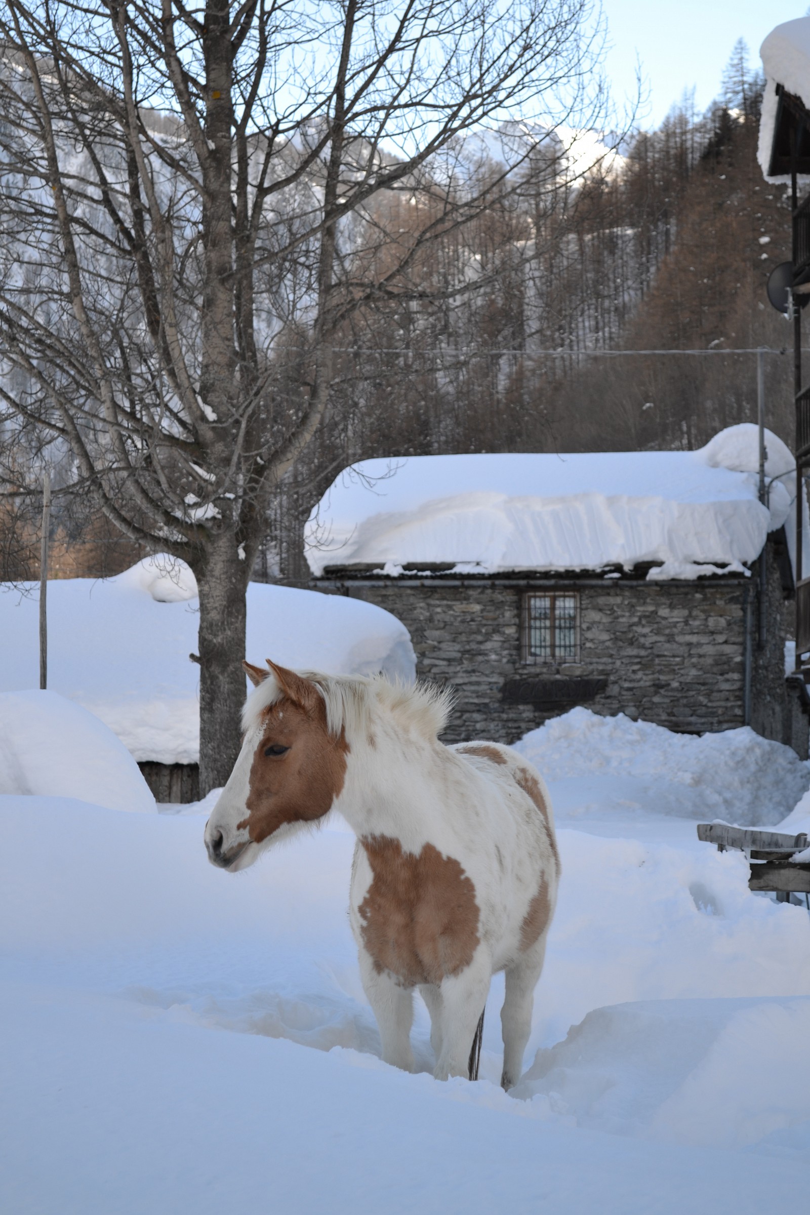 Cavallo nella neve