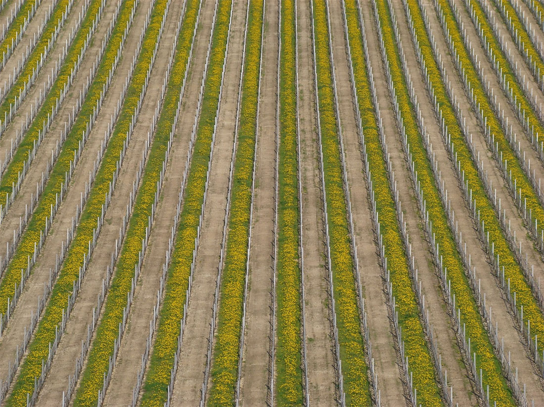 Filari in primavera......Val d'Illasi