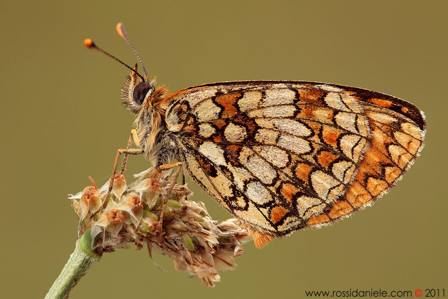 Melitaea athalia