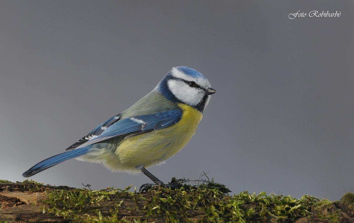 La bella Cinciarella....