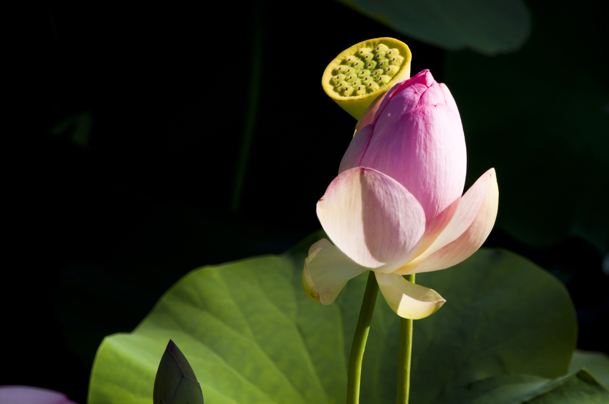 Flower in the pond in the park Beldi Oleggio