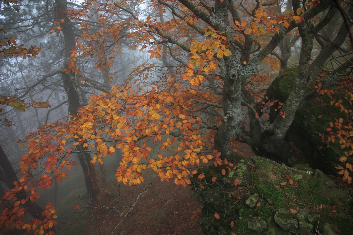 bosco di Vallombrosa