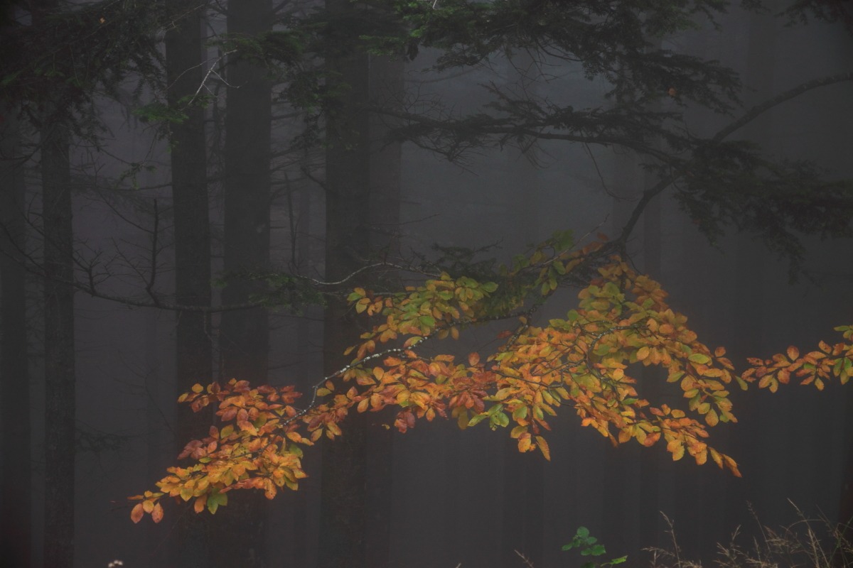 un solo raggio di sole