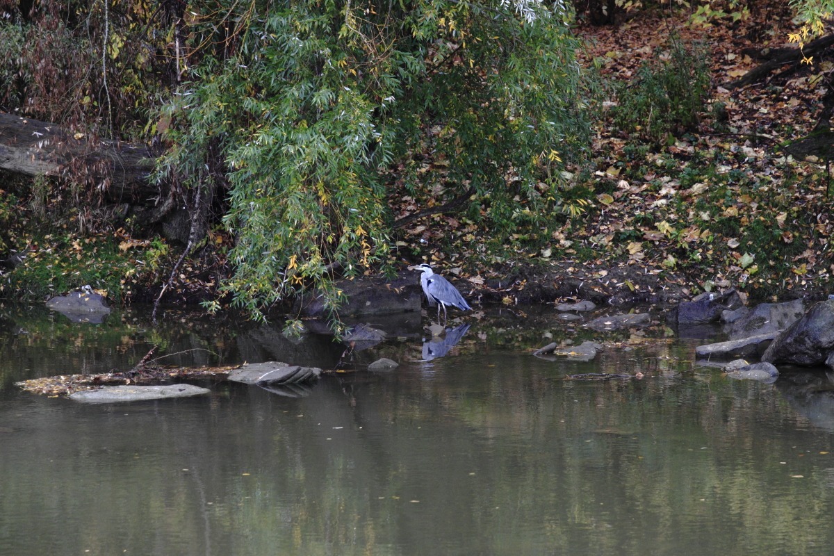 airone in riva all' Arno