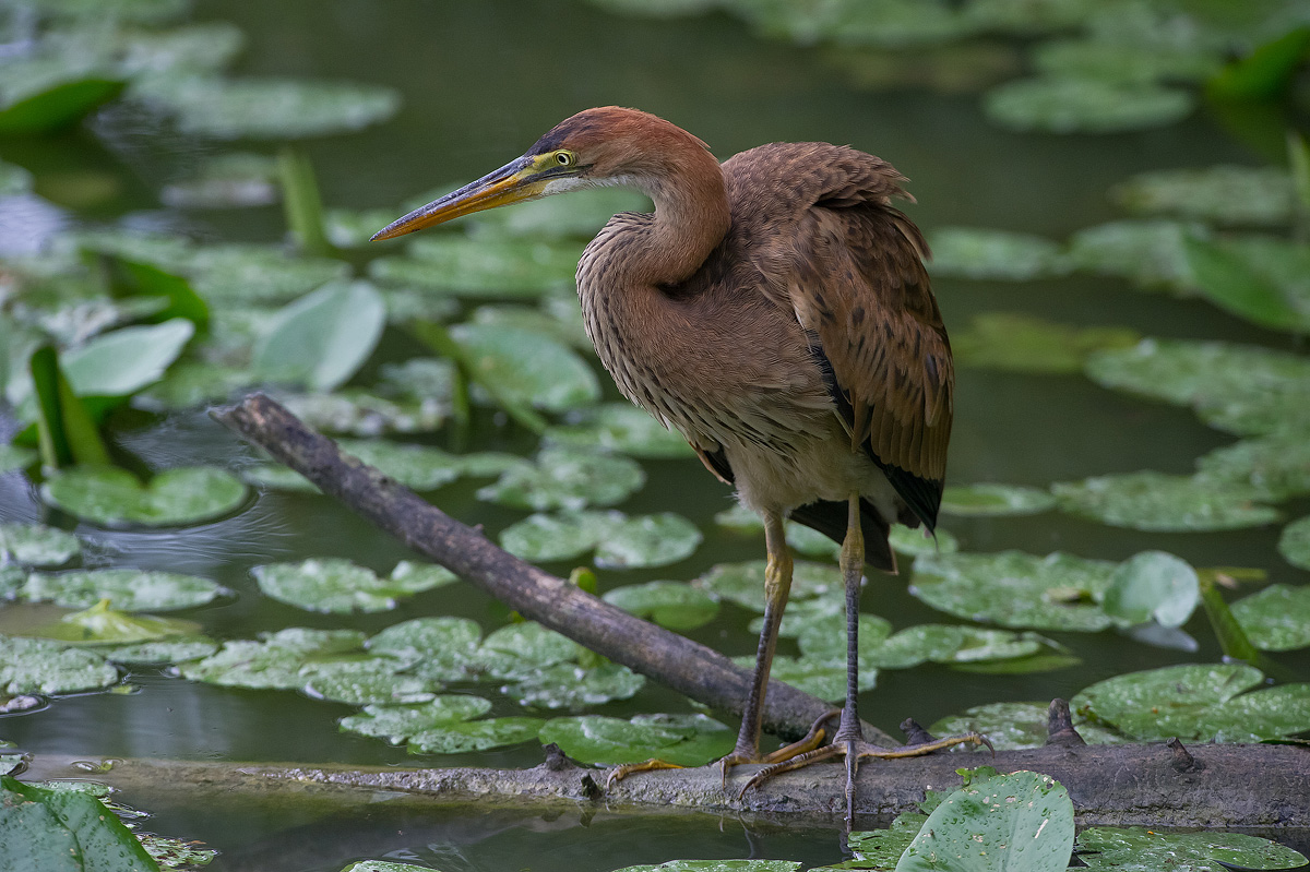 Purple Heron