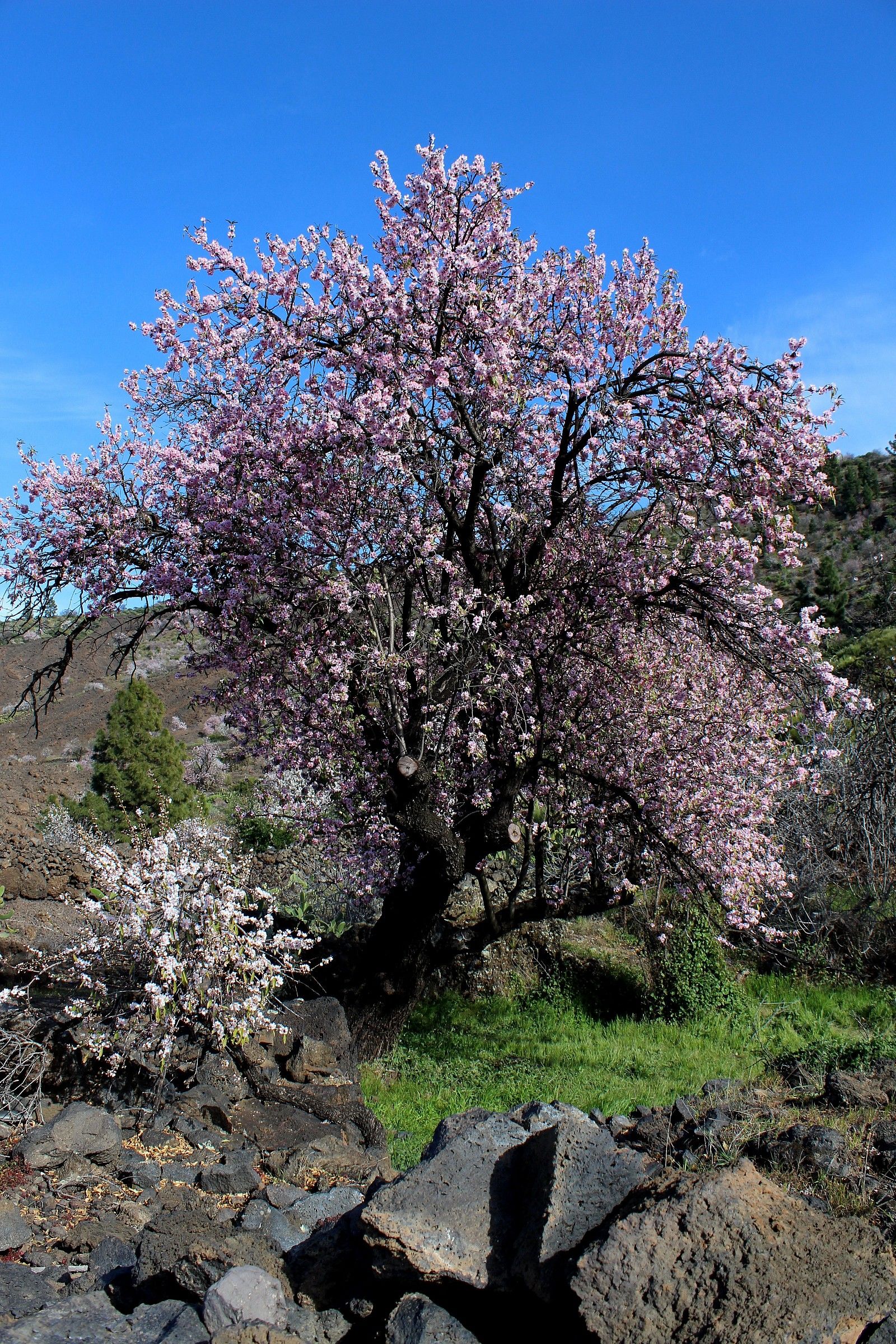 Tenerife-almond blossoms in Santiago del Teide