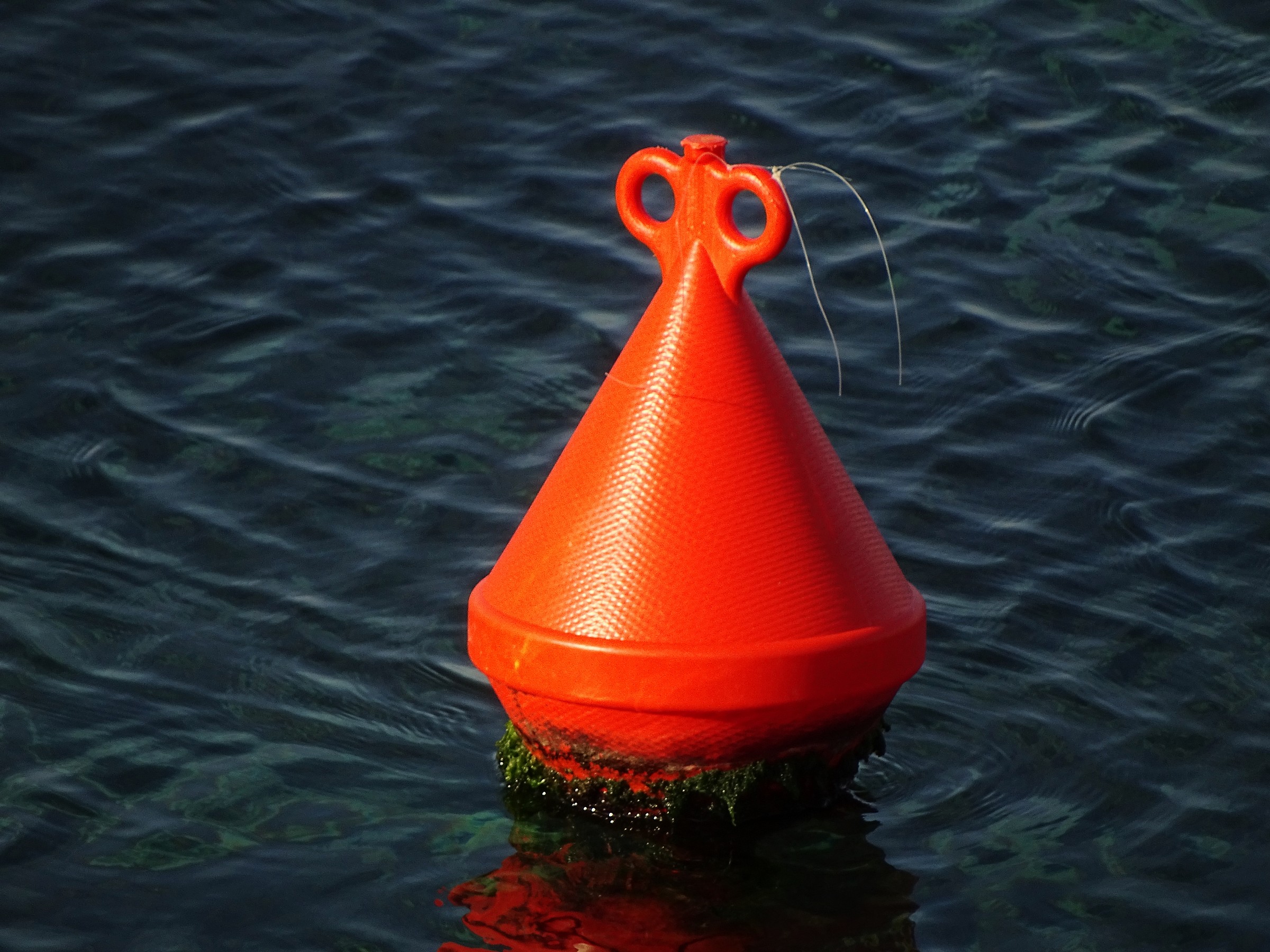 serpente di mare (boa)