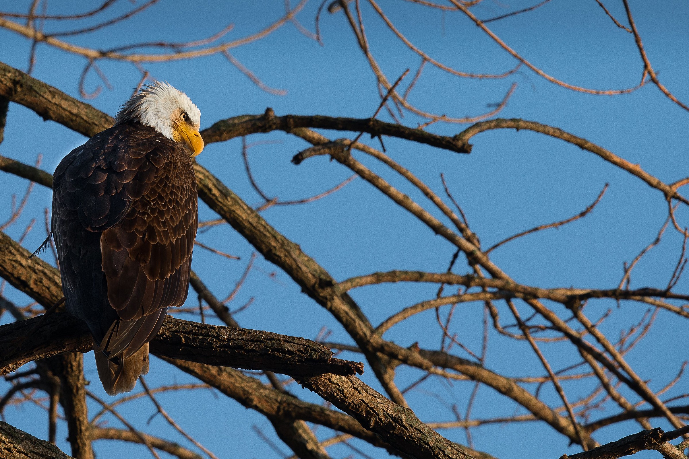 Bald Eagle on hold