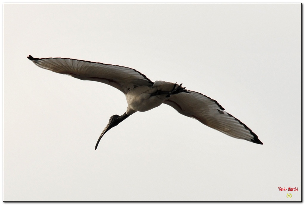 Il volteggiare di un Ibis sacro...