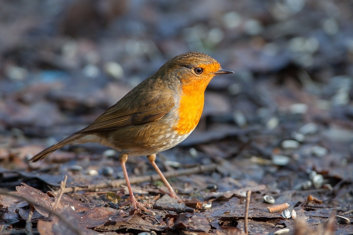 Il pettirosso vicino vicino