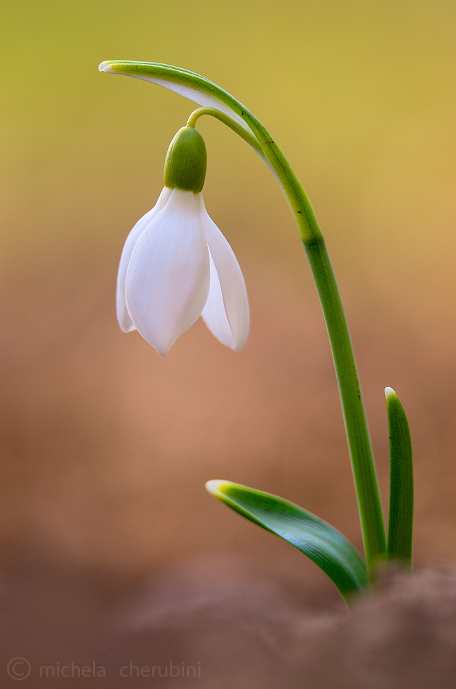 snowdrop