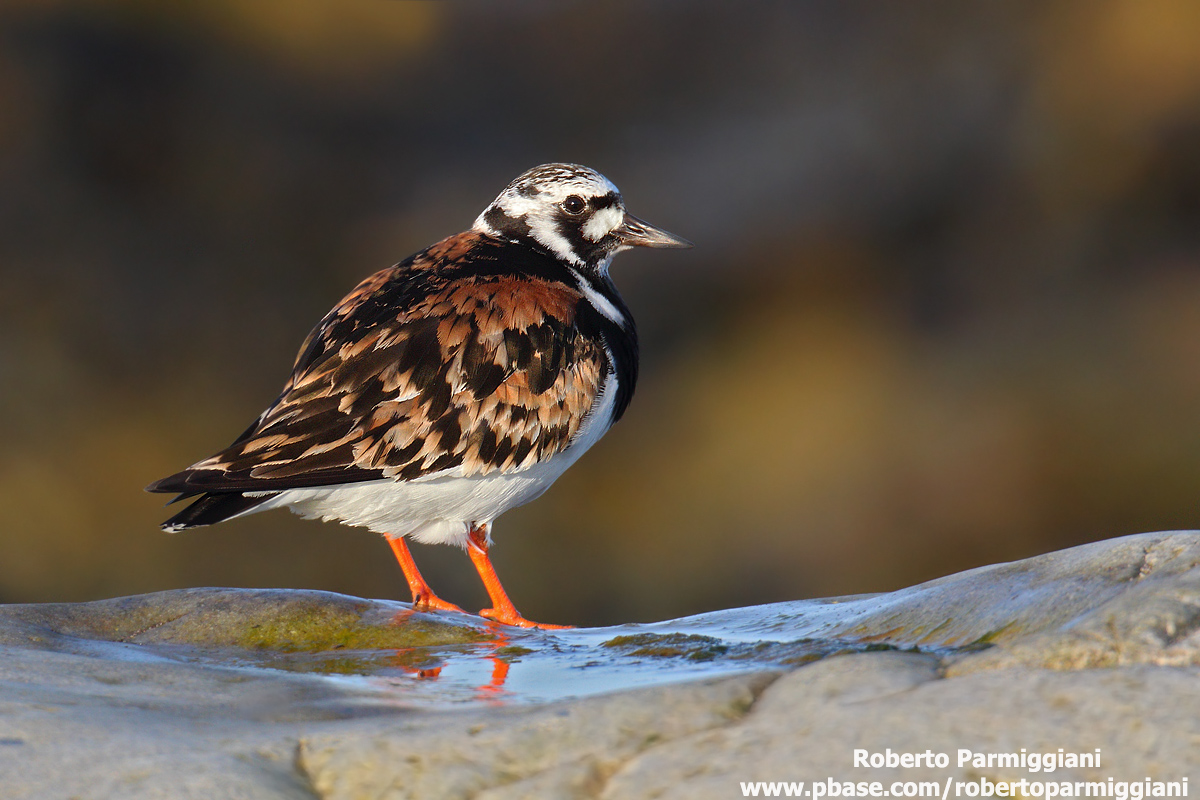 Turnstone (summer dress)