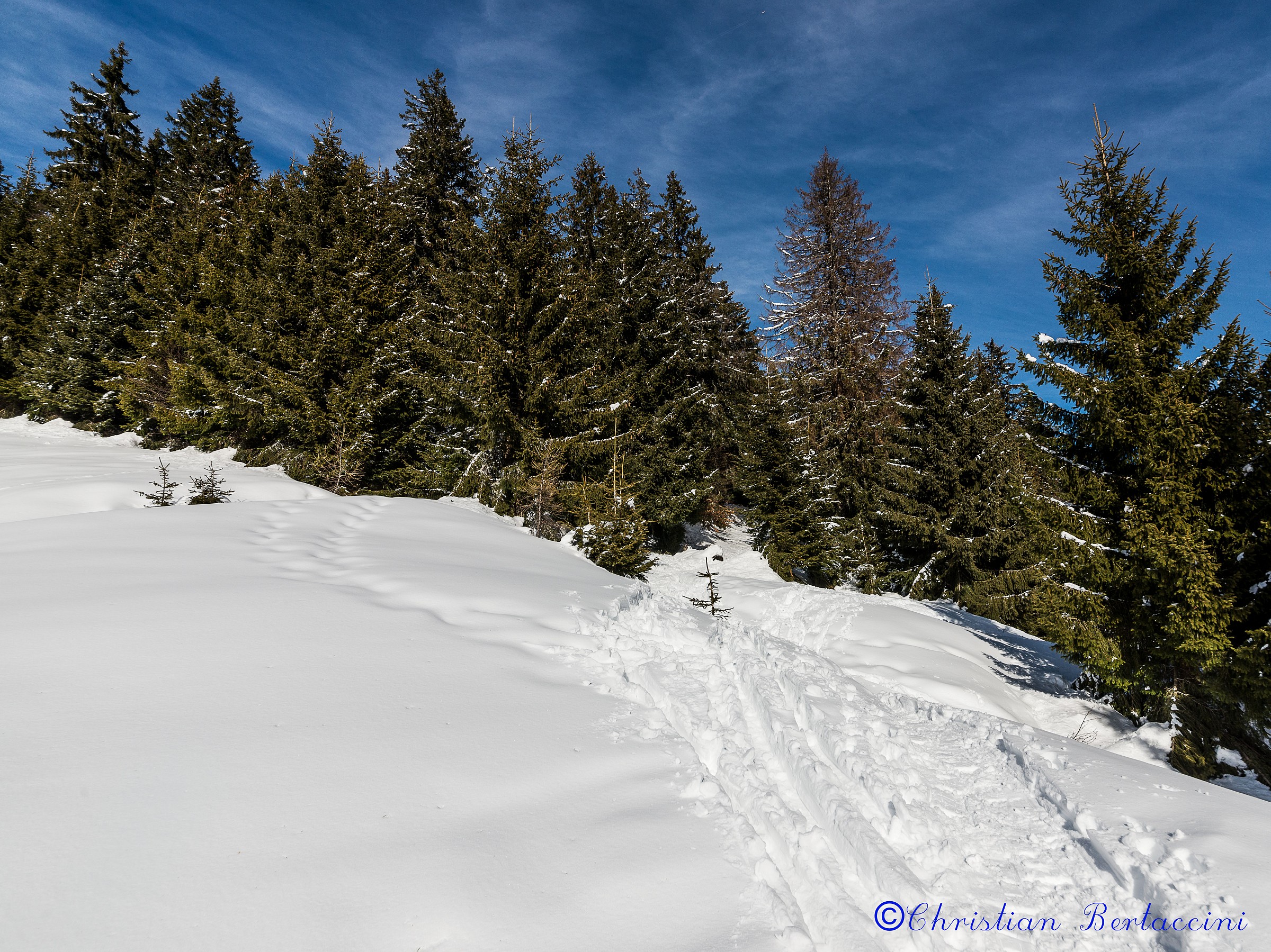 ai margini del bosco