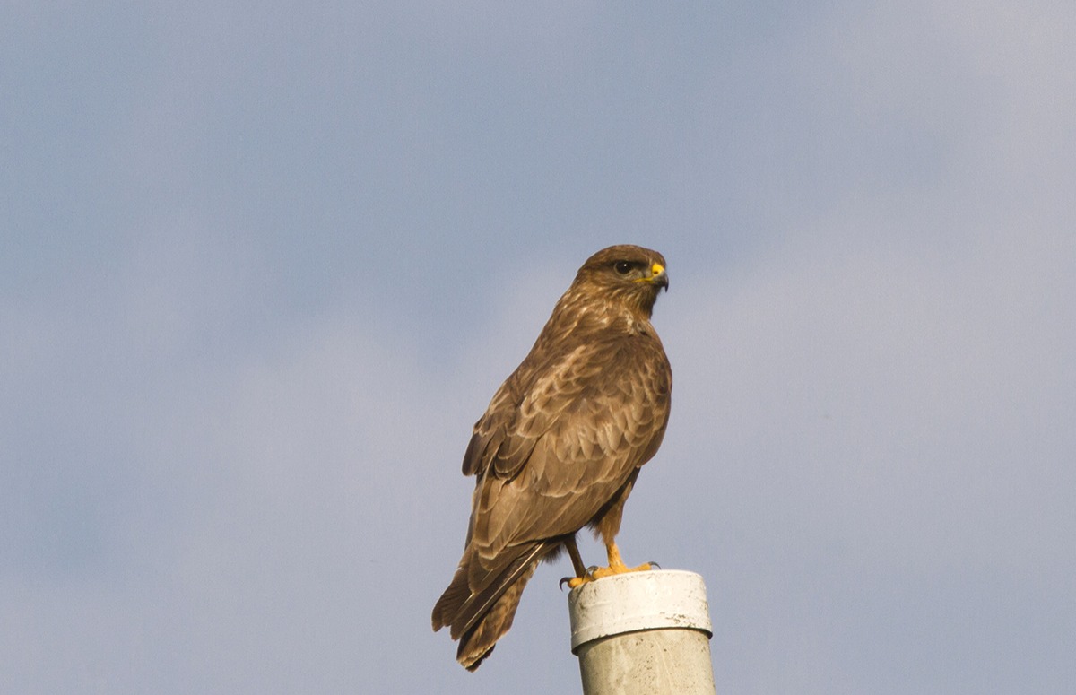 Buzzard