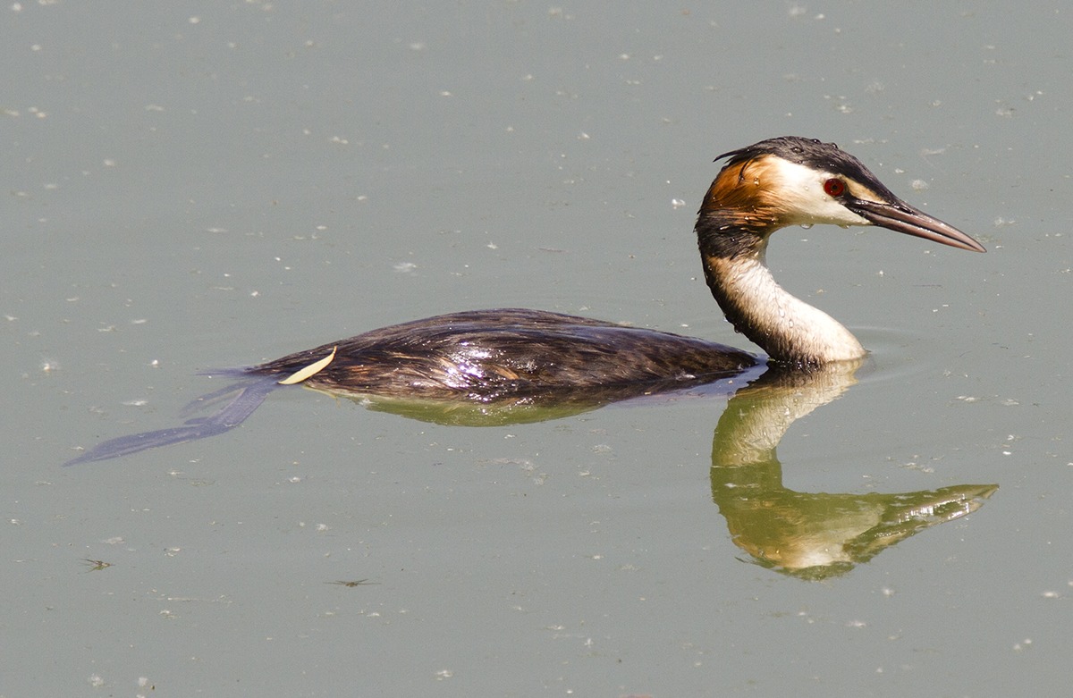 Great Crested Grebe