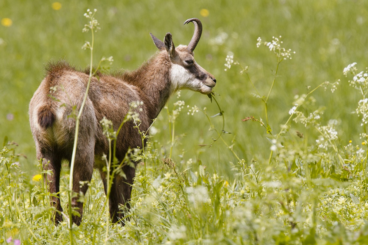 Chamois