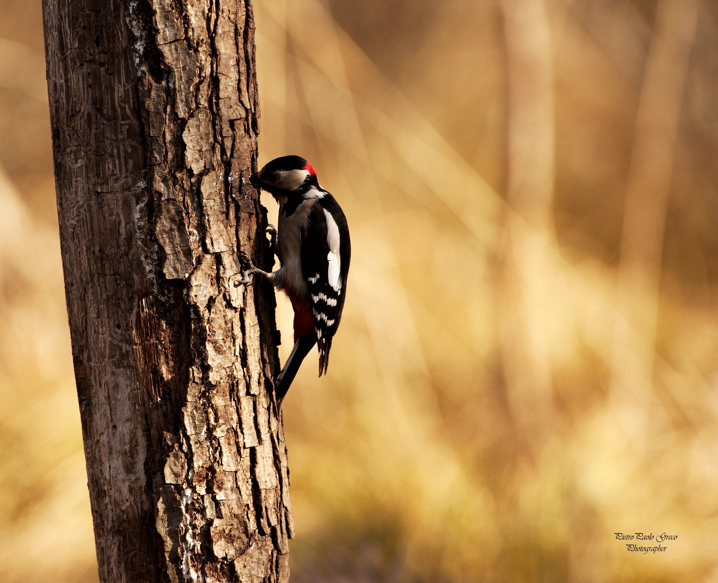 Woodpecker Maggiore