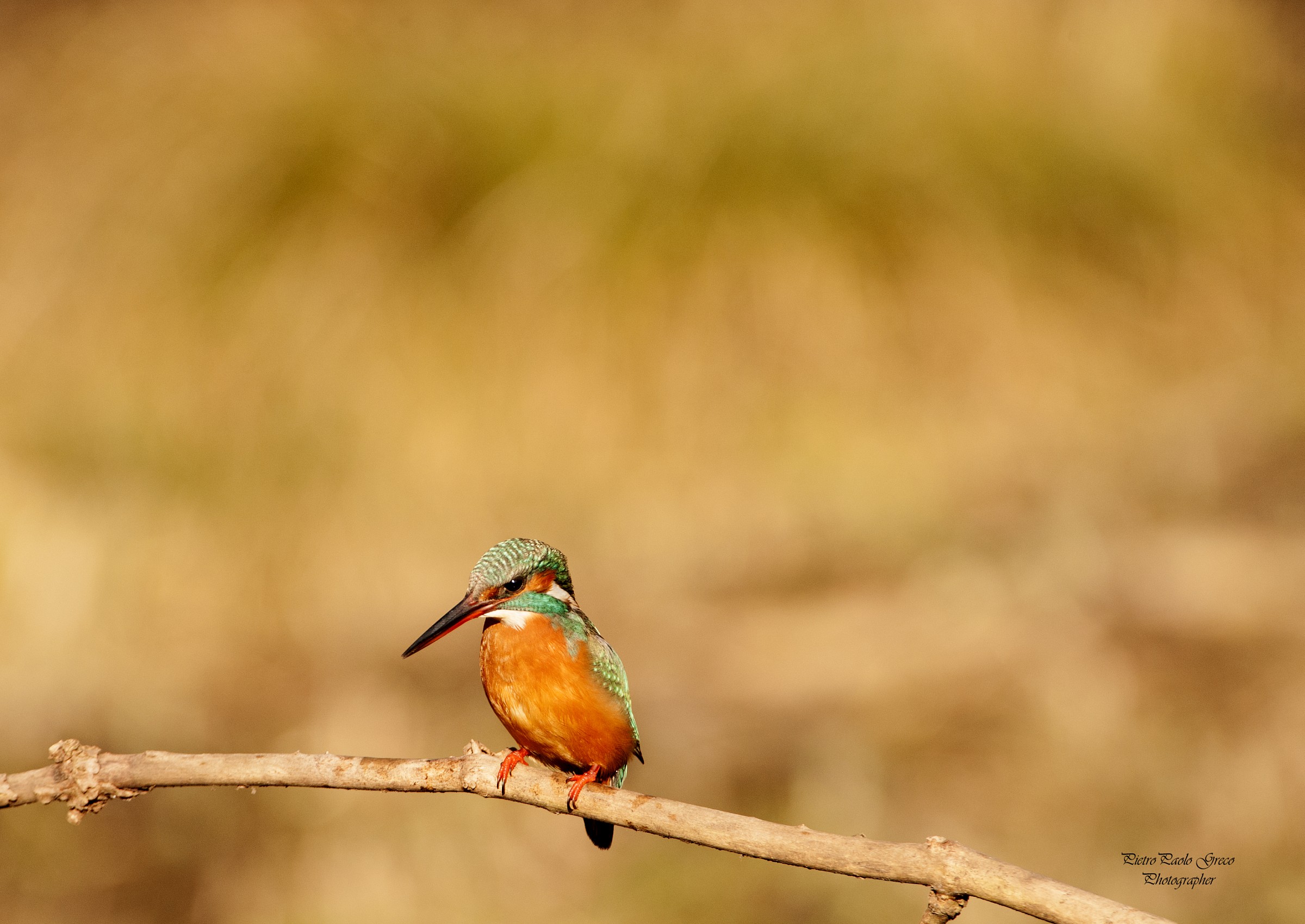 Kingfisher