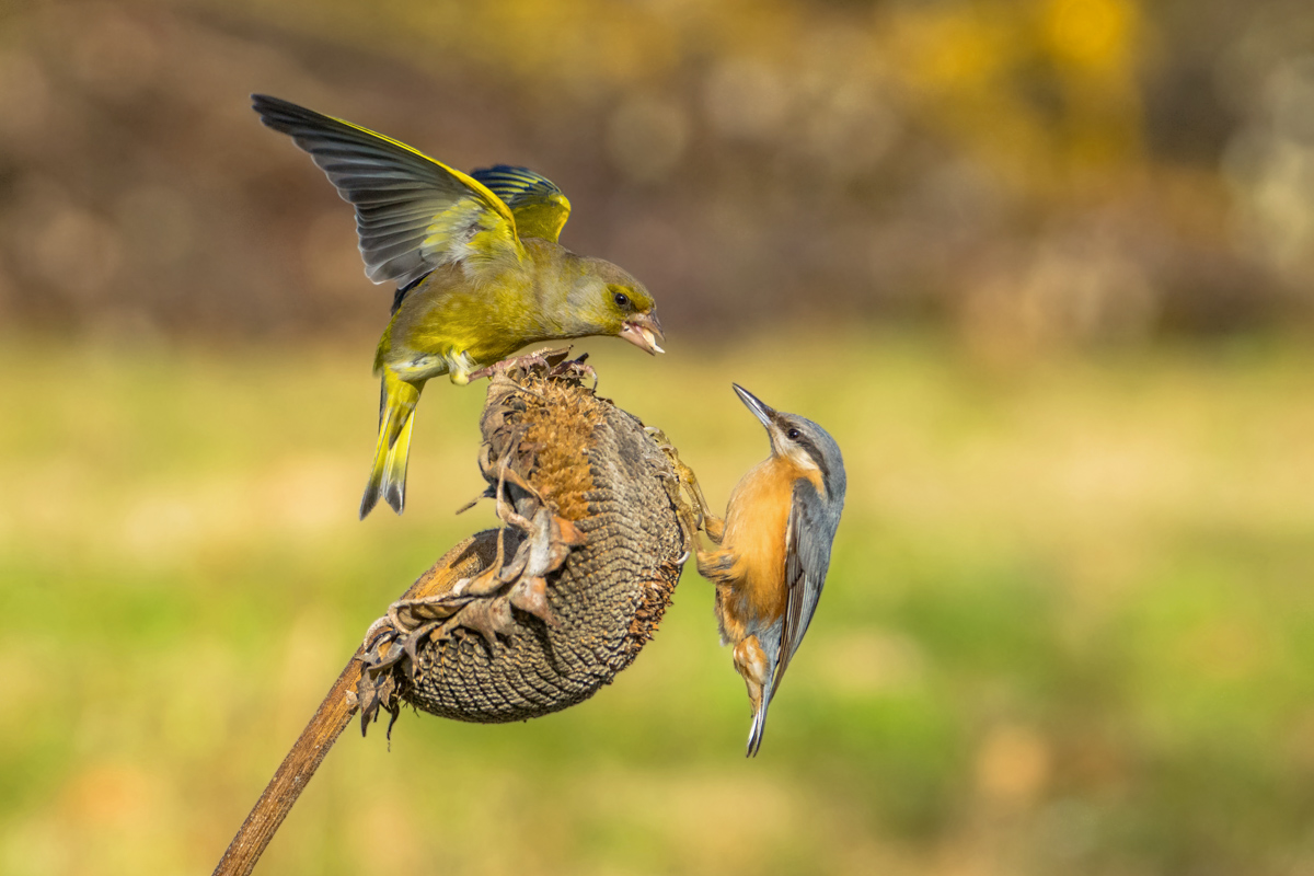 verdone vs picchio muratore