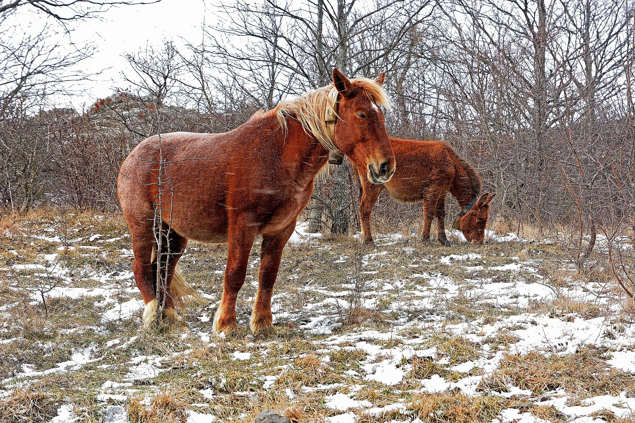 the thoughtful horse ..