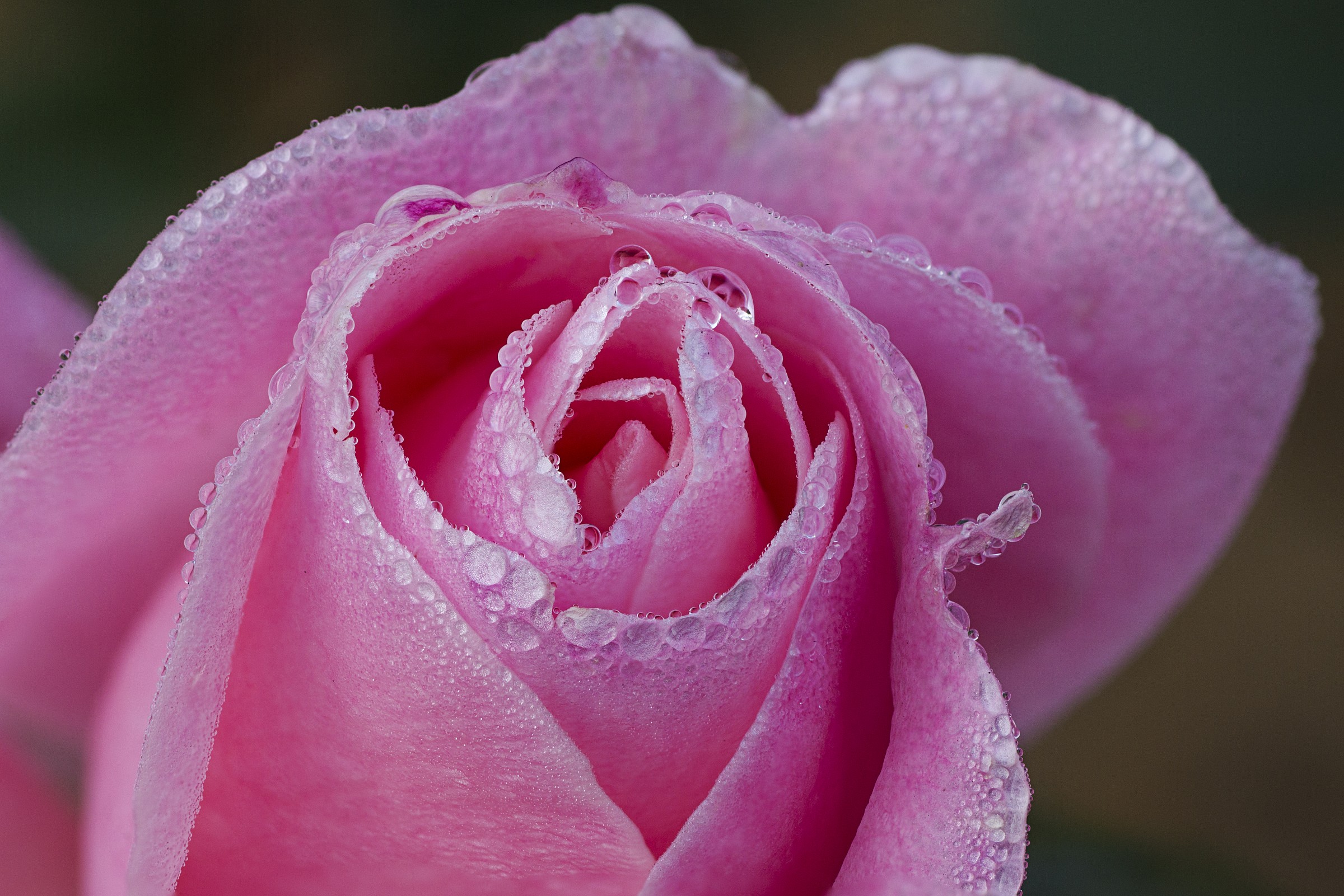 Pink Rose