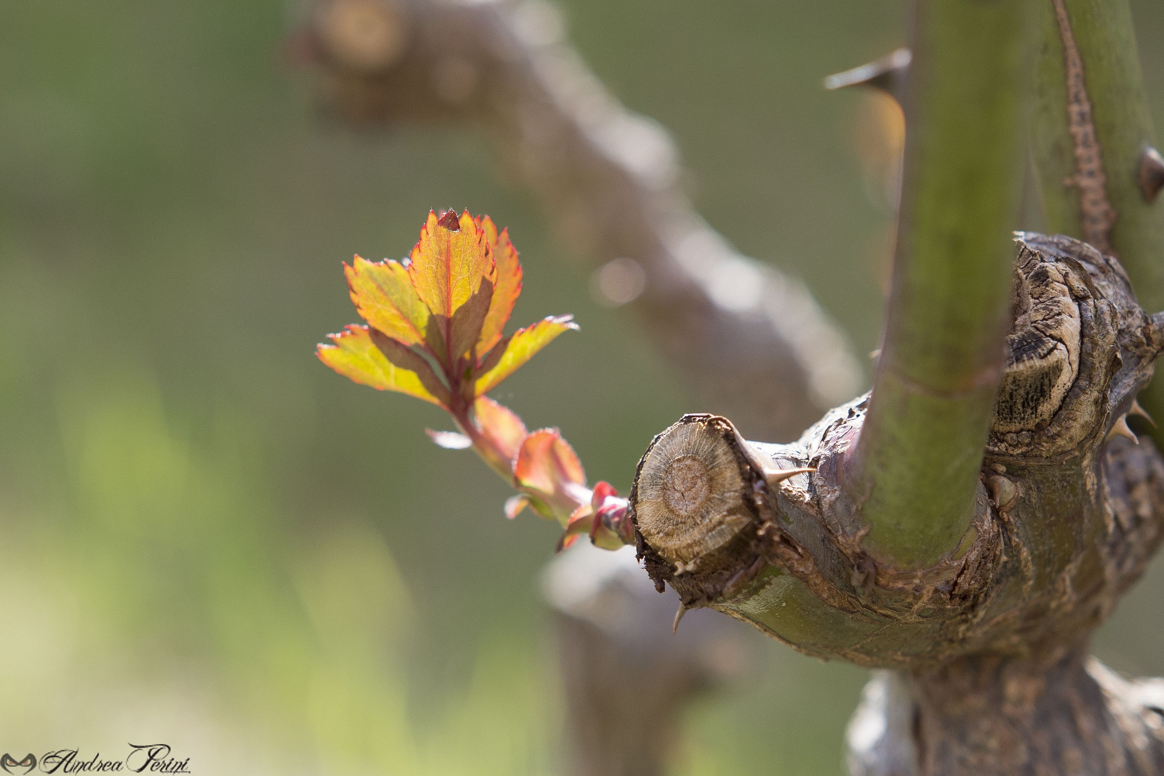 New season is coming ...