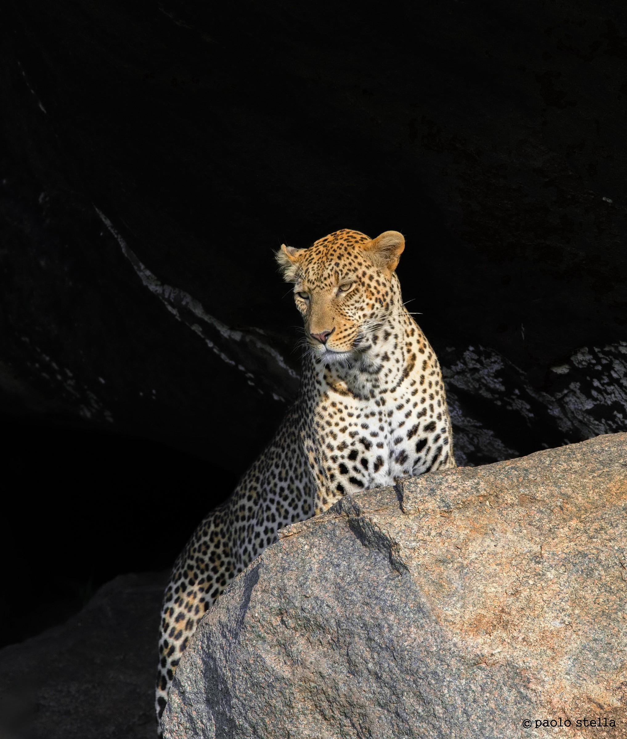male leopard in the cave