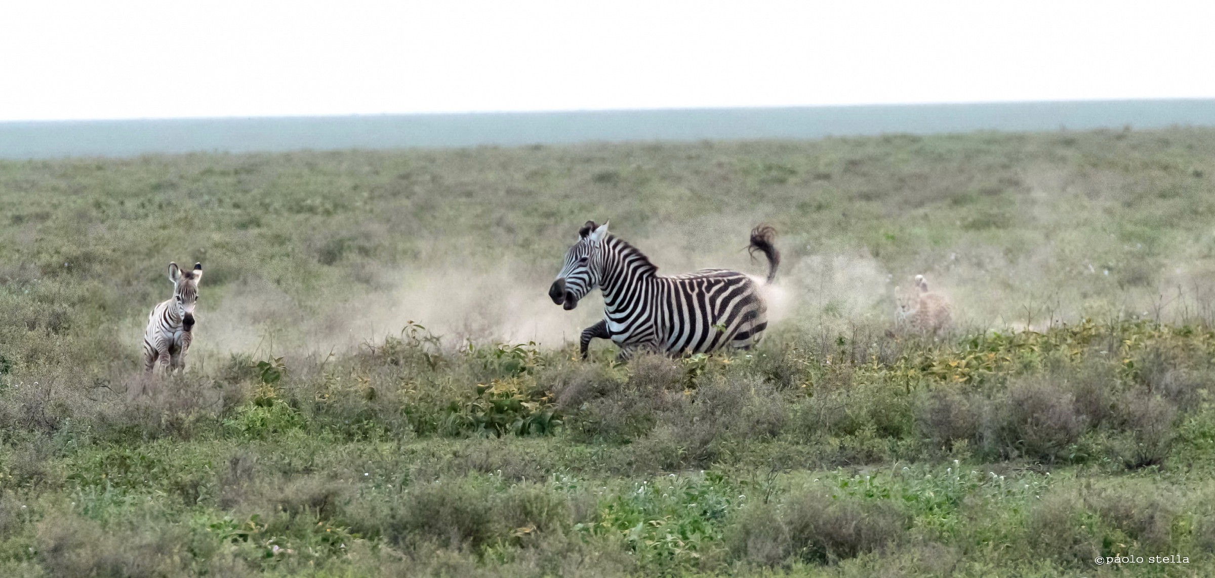 hunting zebra - 4