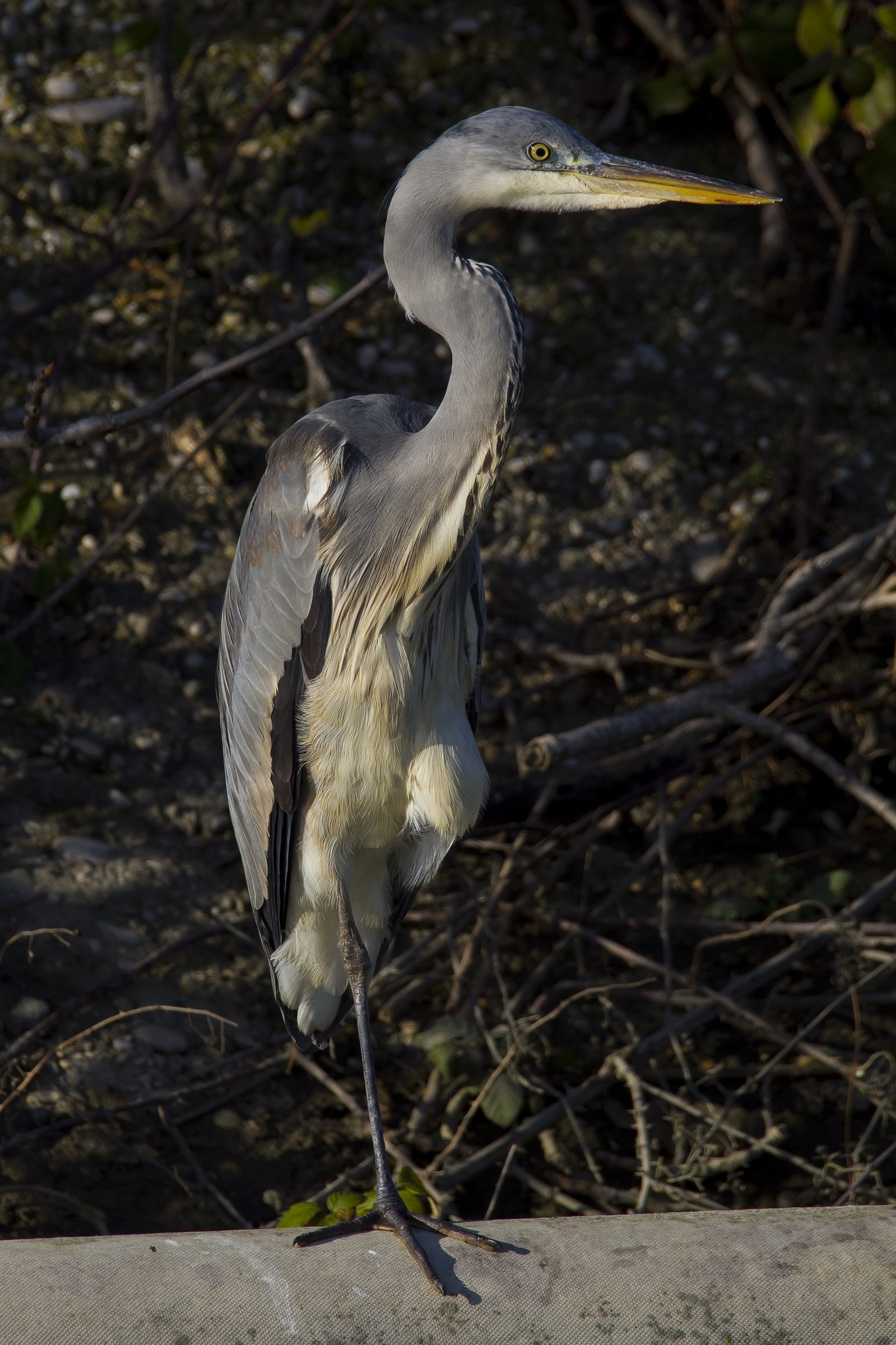 Grey Heron