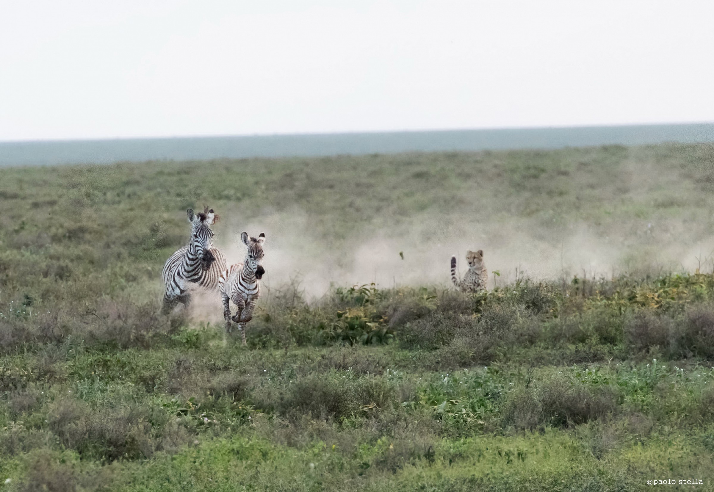 hunting zebra - 6