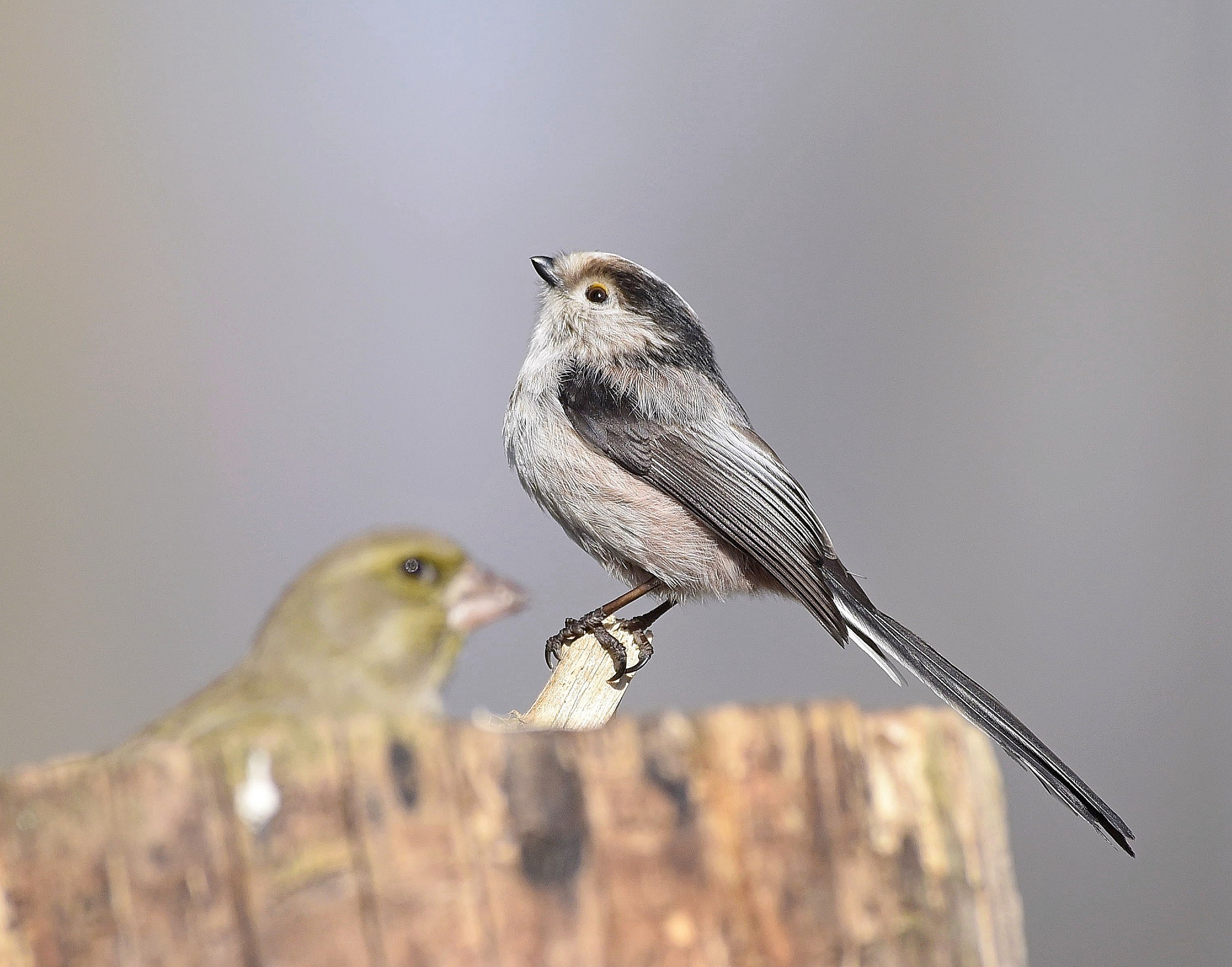 Sooner or later I can make it disappear altogether!