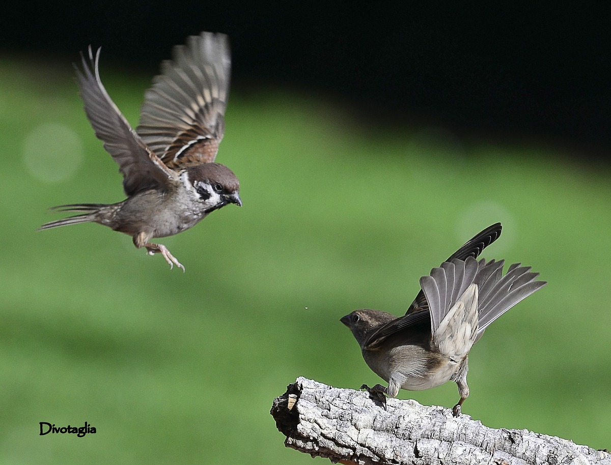 Sparrows against